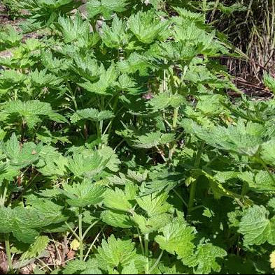Motherwort (Leonurus cardiaca)
