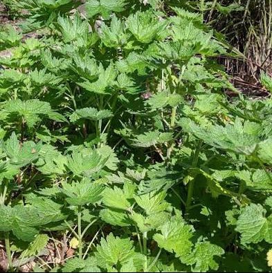 Motherwort (Leonurus cardiaca) - Ladybird Nursery