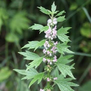 Motherwort (Leonurus cardiaca) - Ladybird Nursery