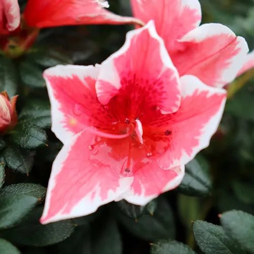 Azalea indica Mrs Kint - Ladybird Nursery