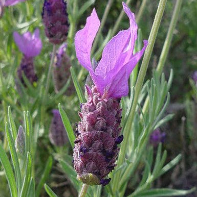 lavender musk pond plant Lavender
