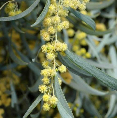 Weeping Myall (Acacia pendula) - Ladybird Nursery
