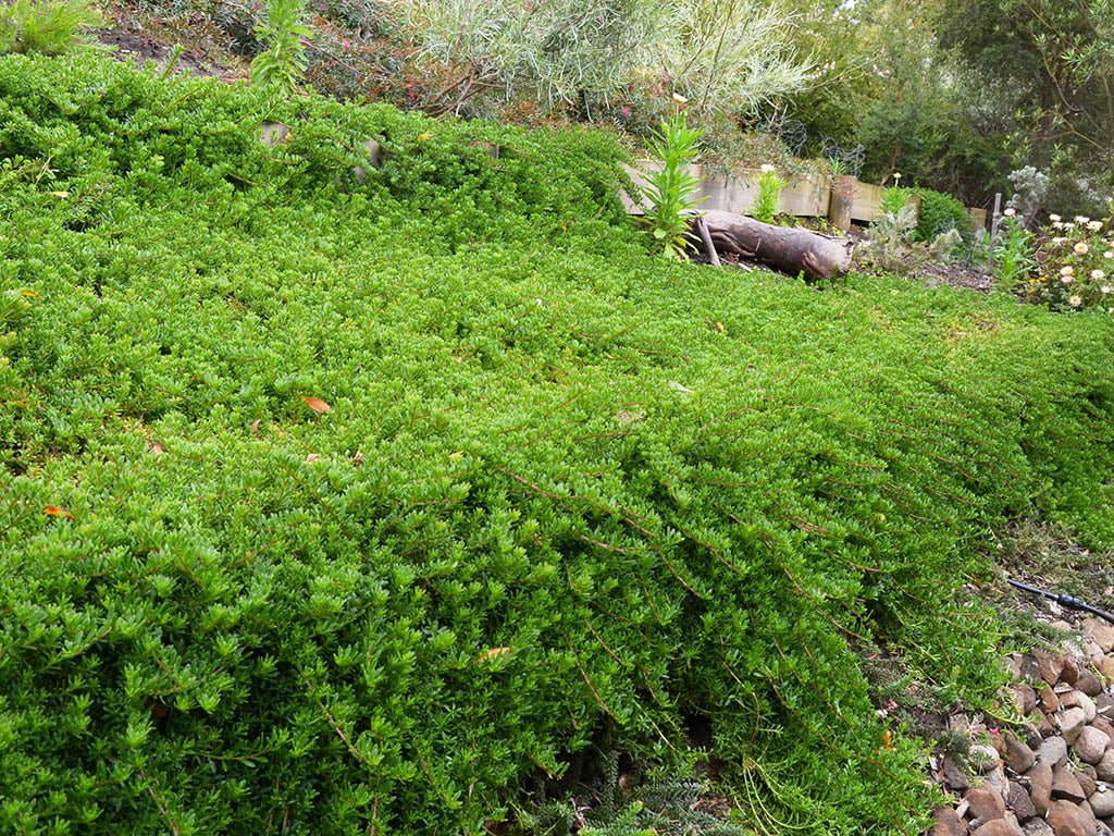 Creeping Boobialla YAREENA™ (Myoporum parvifolium) - Ladybird Nursery