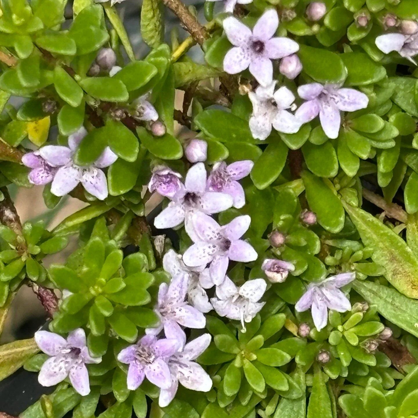 Myoporum Pink (Myoporum parvifolium) - Ladybird Nursery