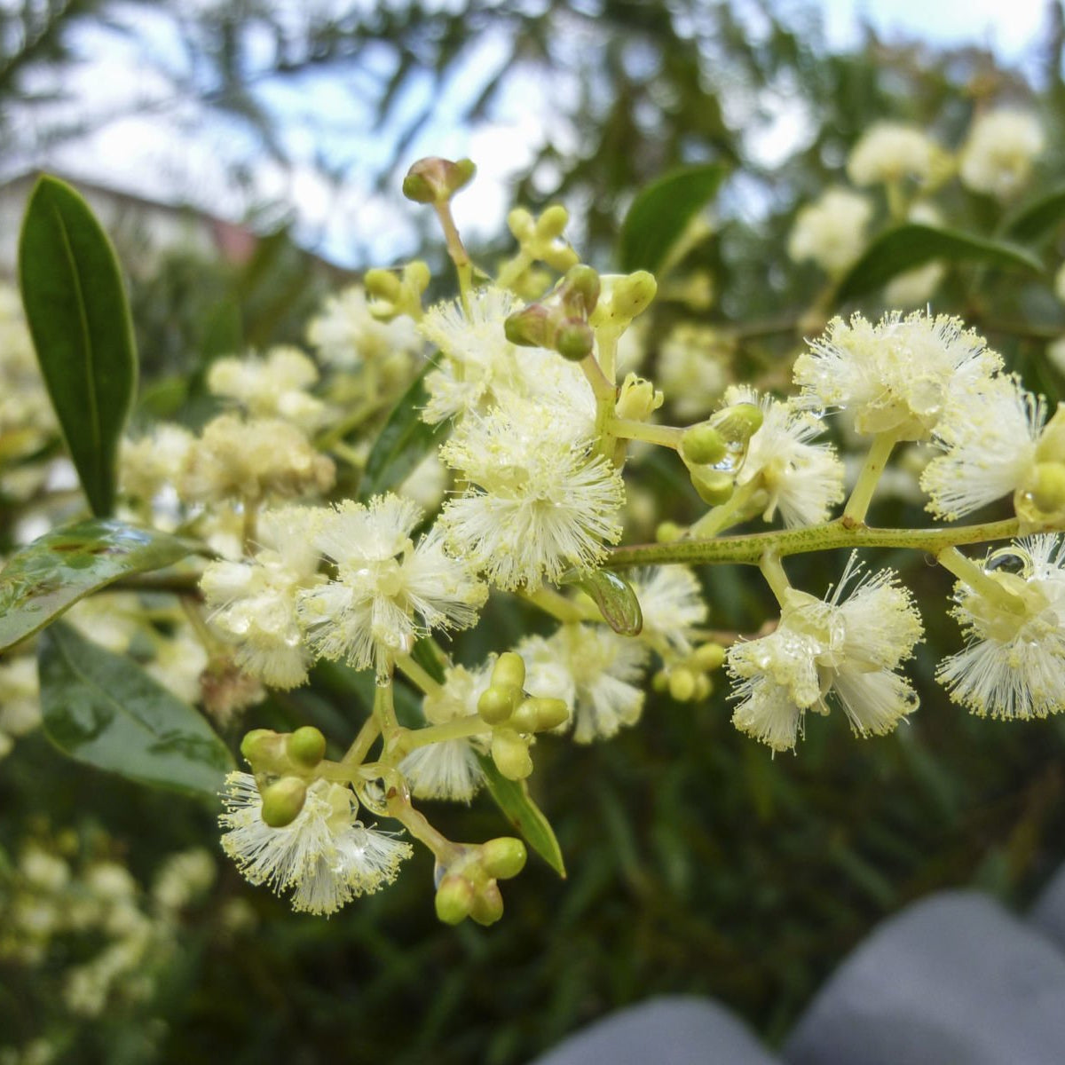 Myrtle Wattle (Acacia myrtifolia) - Ladybird Nursery
