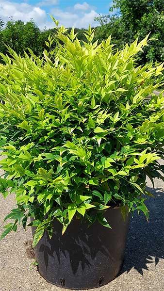 Heavenly Bamboo Magical Lemon Lime™ (Nandina domestica) - Ladybird Nursery