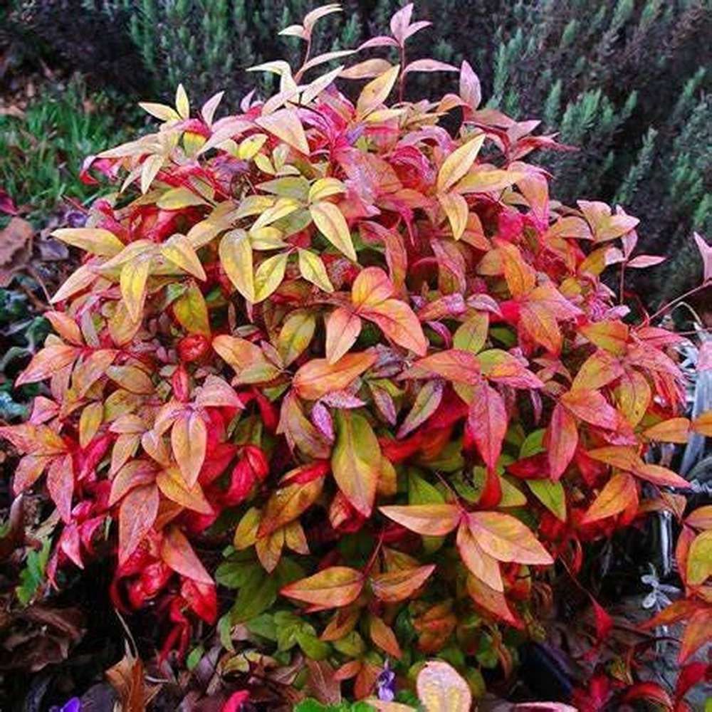 Heavenly Bamboo Colourscape (Nandina domestica) - Ladybird Nursery