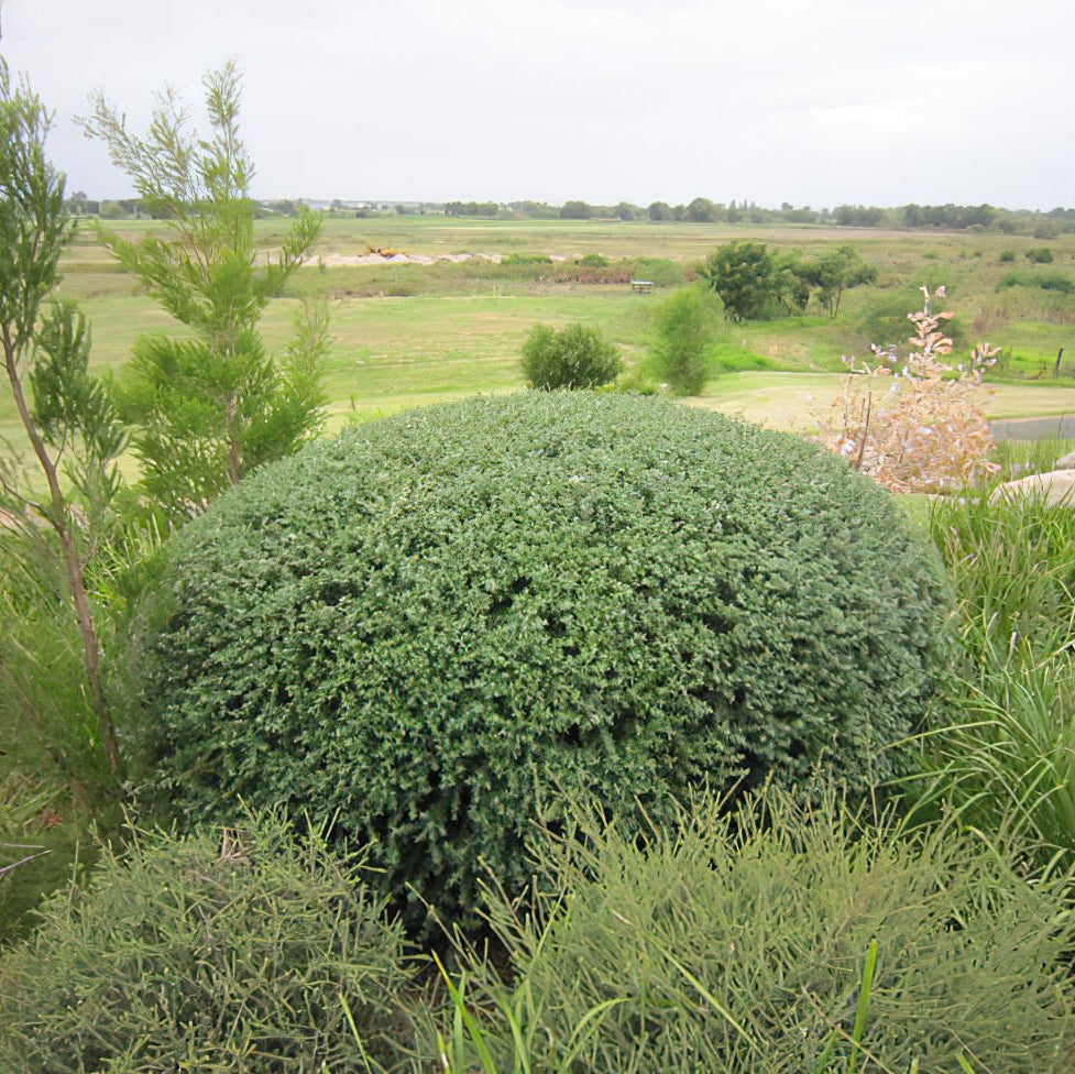 Coastal Rosemary NARINGA™ (Westringia hyb.) - Ladybird Nursery