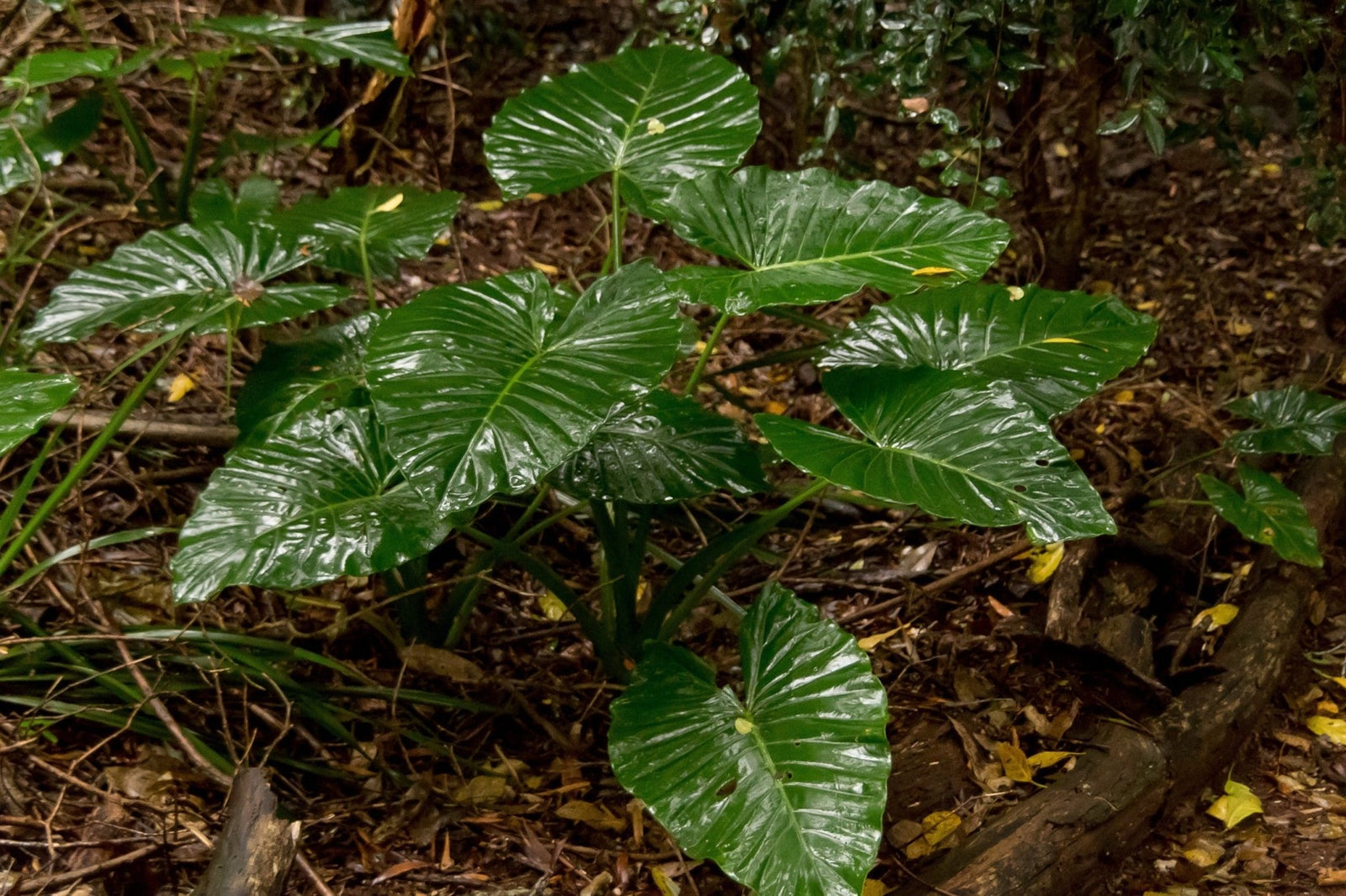 Elephant Ear (Alocasia brisbanensis) 300mm (PICK UP ONLY) - Ladybird Nursery