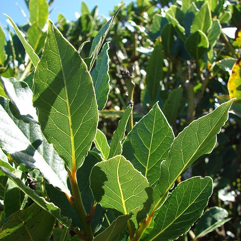 Bay Tree Miles Choice (Laurus nobilis) - Ladybird Nursery