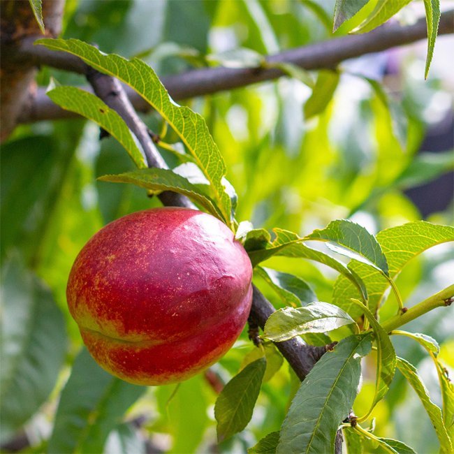 Nectarine Sunraycer - Ladybird Nursery