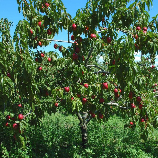Nectarine White Satin - Ladybird Nursery