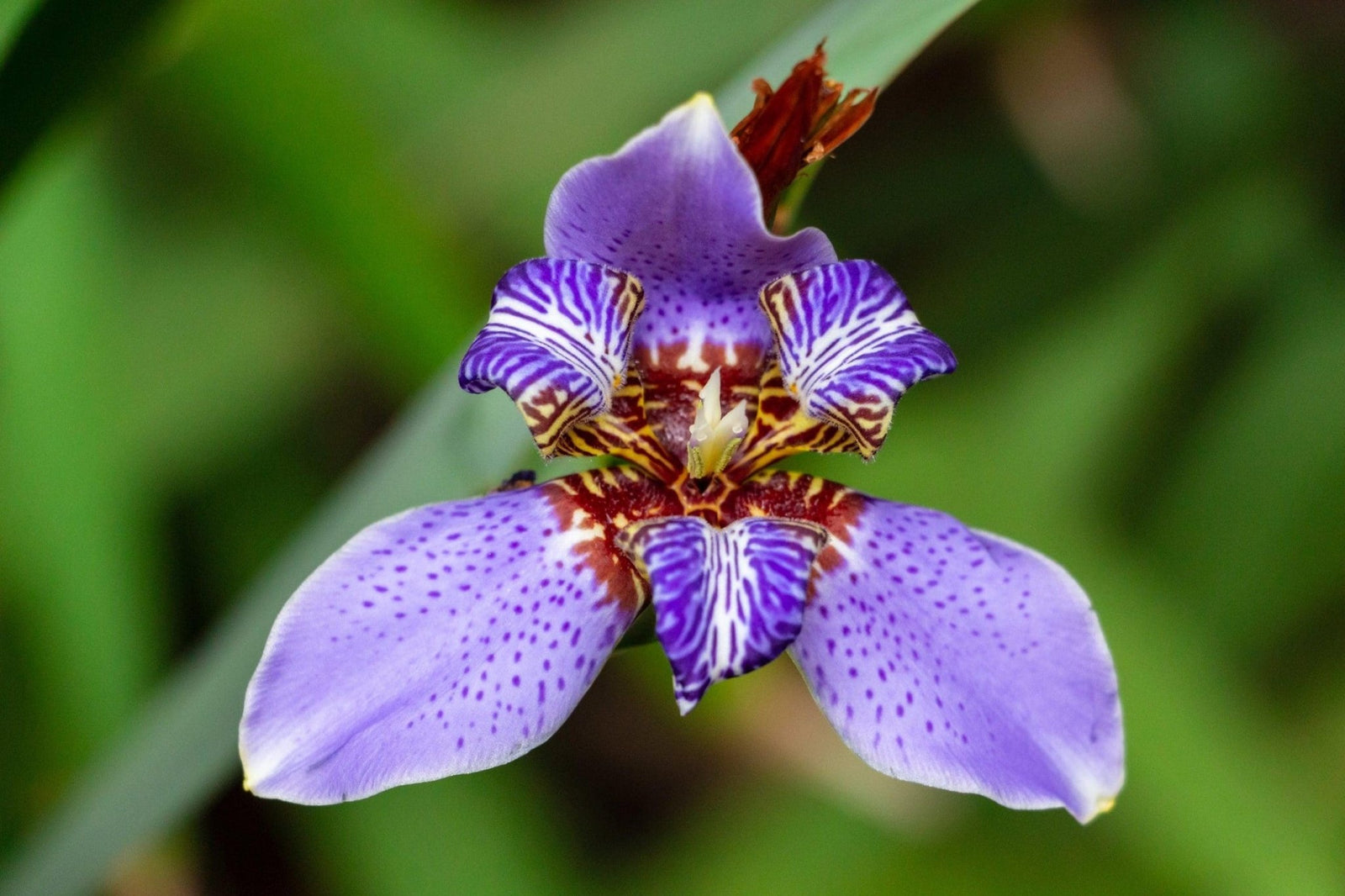 Walking Iris (Neomarica caerulea) - Ladybird Nursery