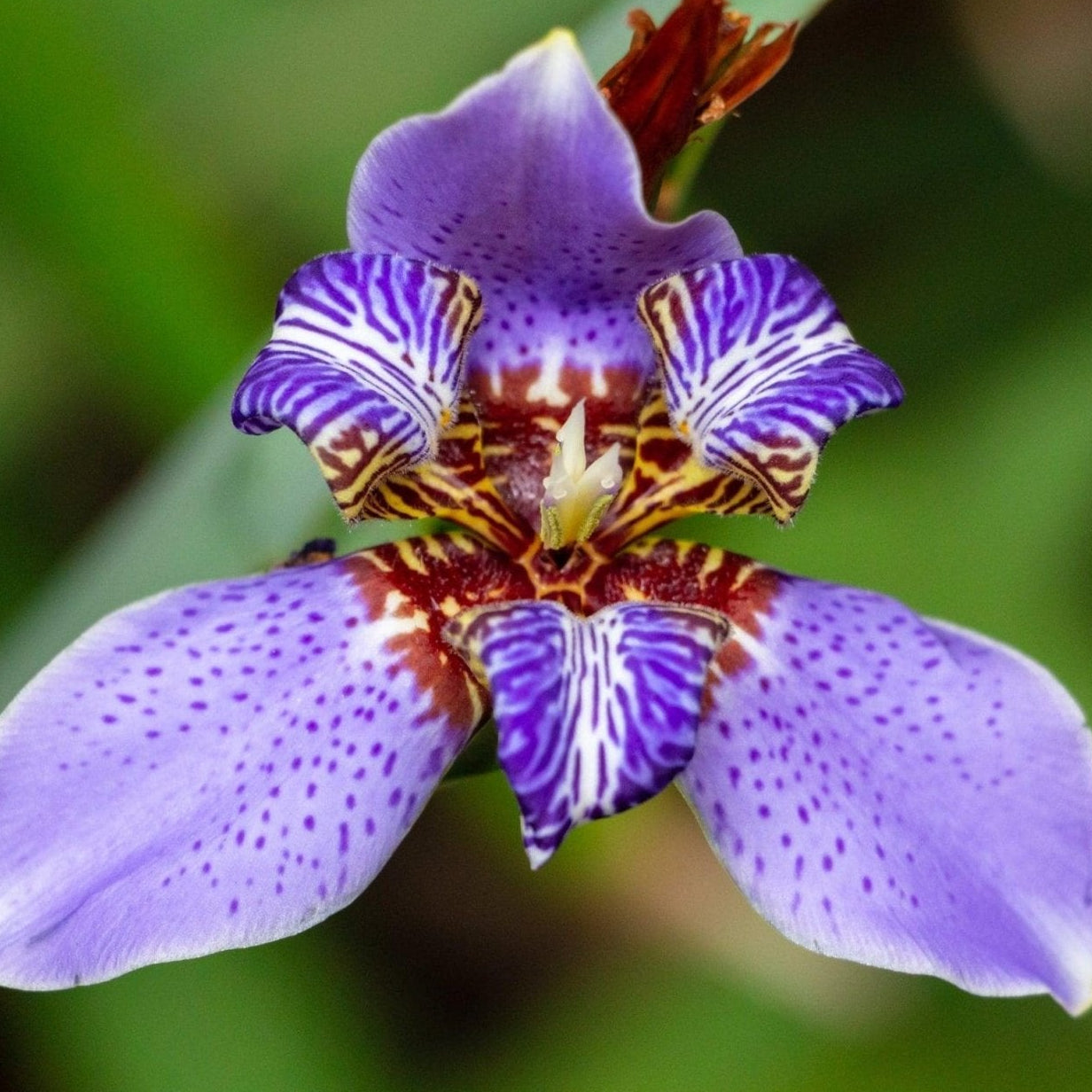 Walking Iris (Neomarica caerulea) - Ladybird Nursery