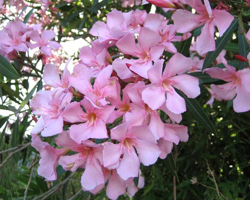 Oleander 'Delphine' (Nerium oleander) - Ladybird Nursery