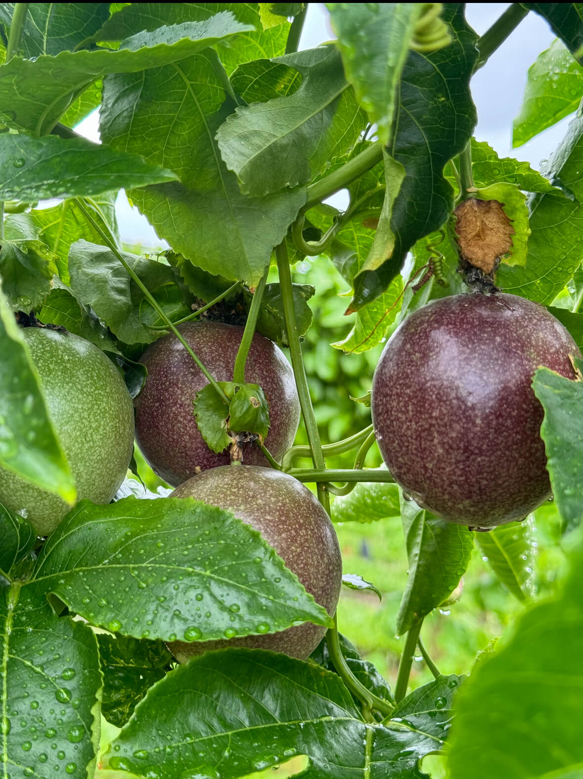 Passionfruit Sensation - Ladybird Nursery
