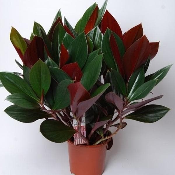 Red Costus Rubra (Costus erythrophyllus) - Ladybird Nursery