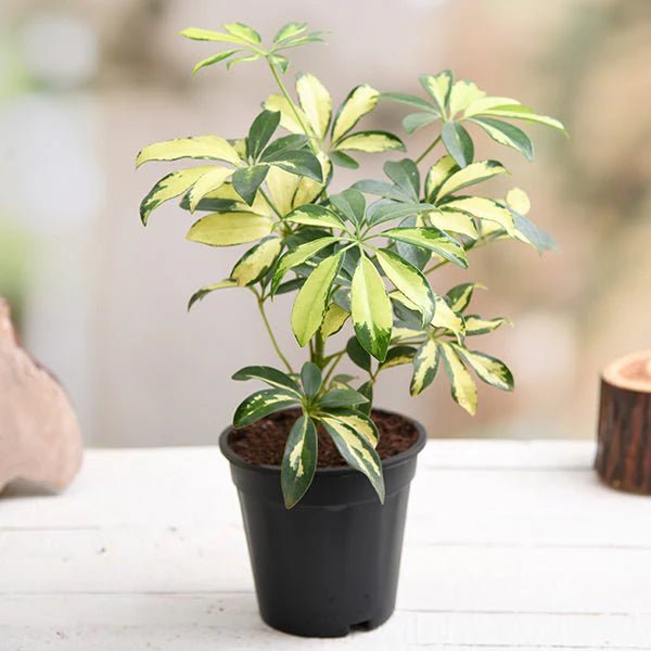 Variegated Umbrella Tree variegata (Schefflera spp.) - Ladybird Nursery