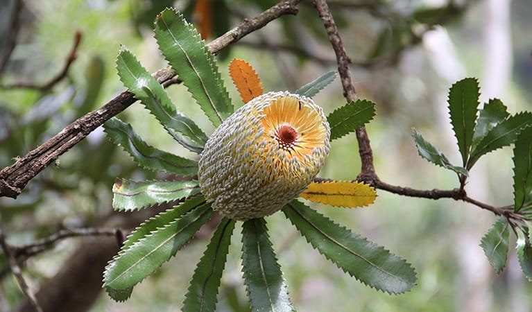 Saw Banksia (Banksia serrata) - Ladybird Nursery