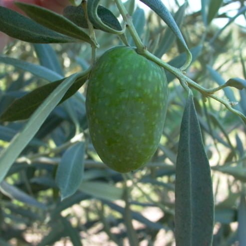 Olive Correggiola/Paragon Large - Ladybird Nursery