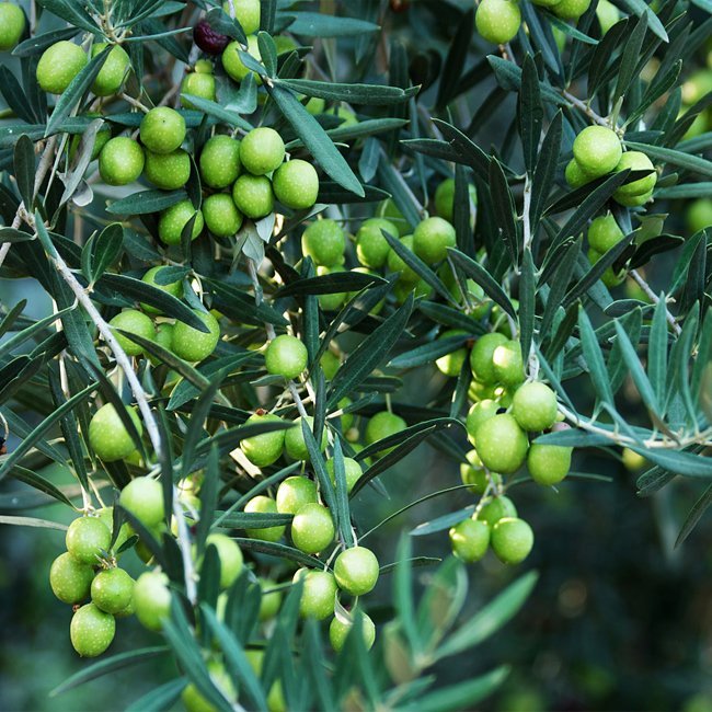 Olive Dwarf Miniolea - Ladybird Nursery