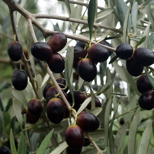 Olive Leccino - Ladybird Nursery