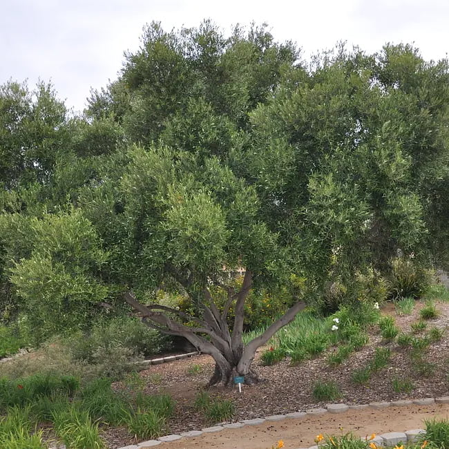 Olive Manzanillo - Large