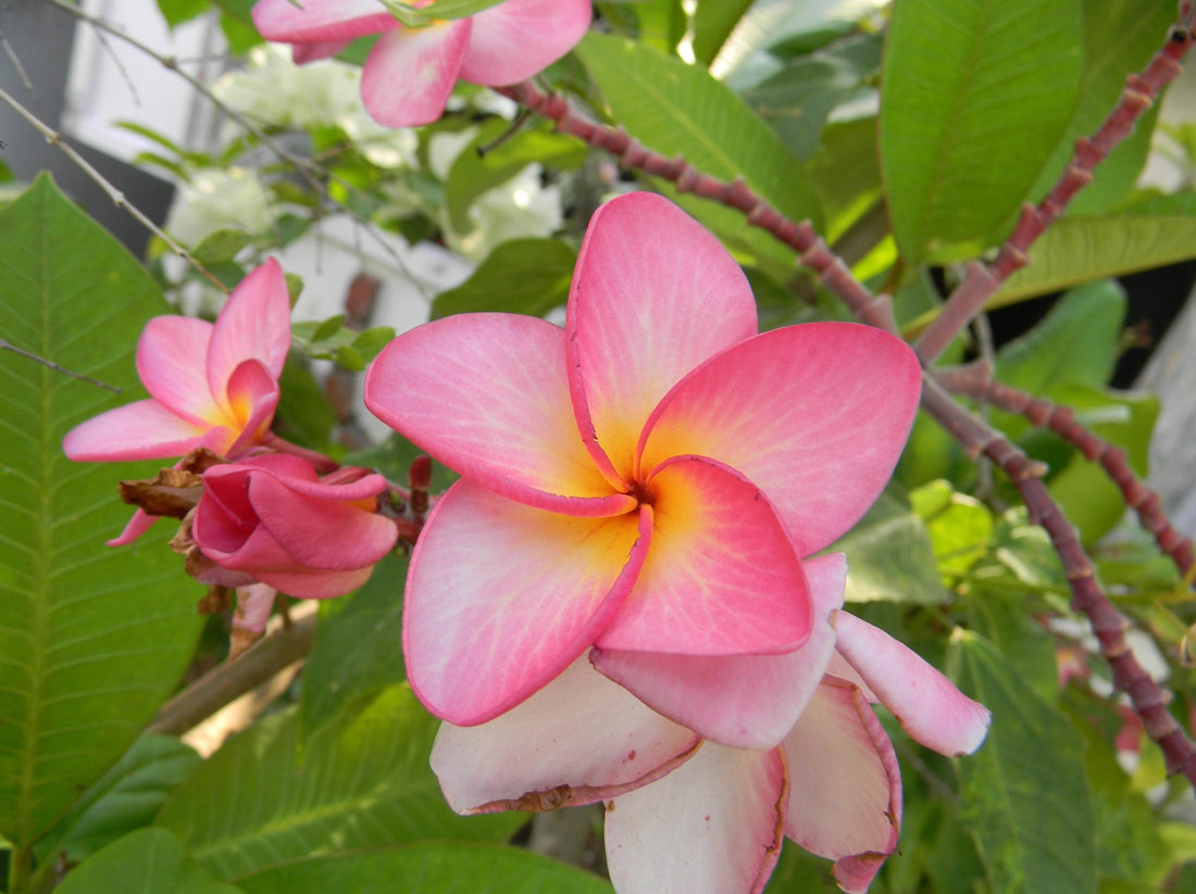 Frangipani (Plumeria rubra) - Ladybird Nursery