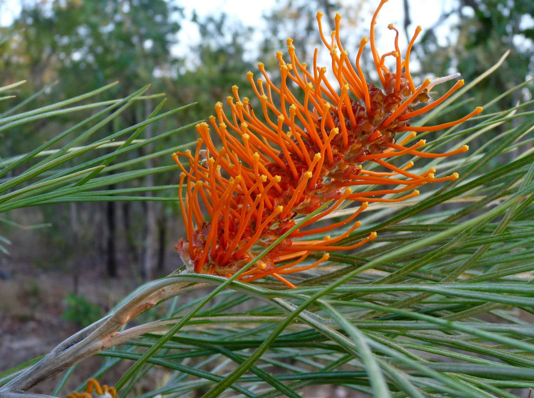 Grevillea (Grevillea pteridifolia) - Ladybird Nursery