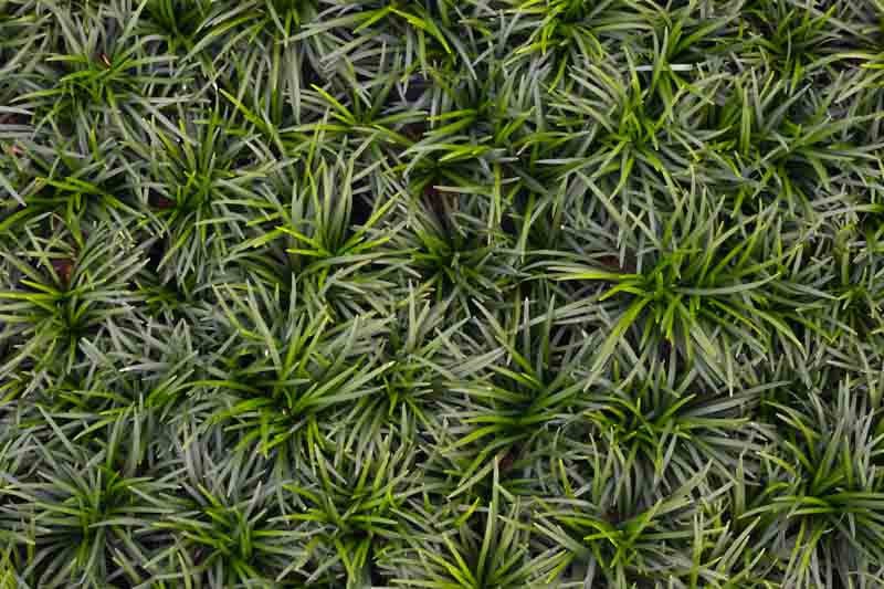 Dwarf Mondo Grass Nana (Ophiopogon japonicus) - Ladybird Nursery