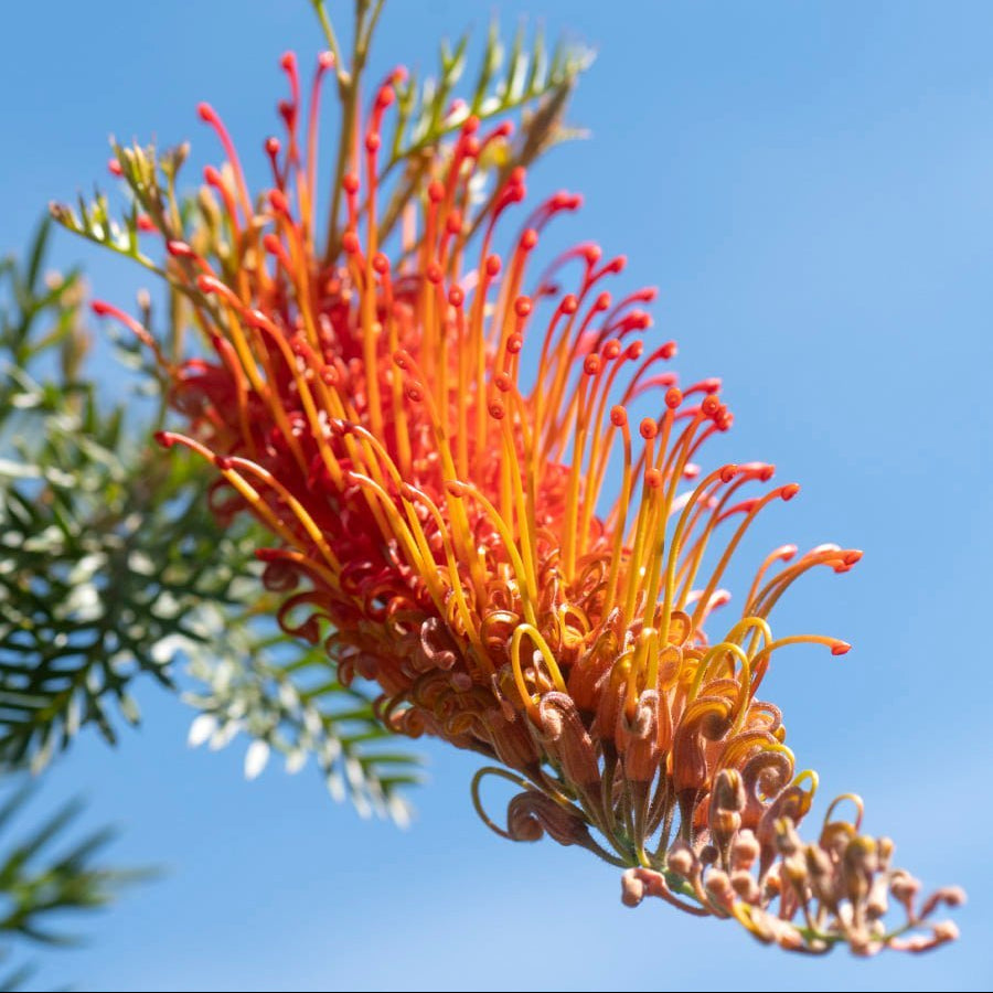 Grevillea Orange Wow - Ladybird Nursery