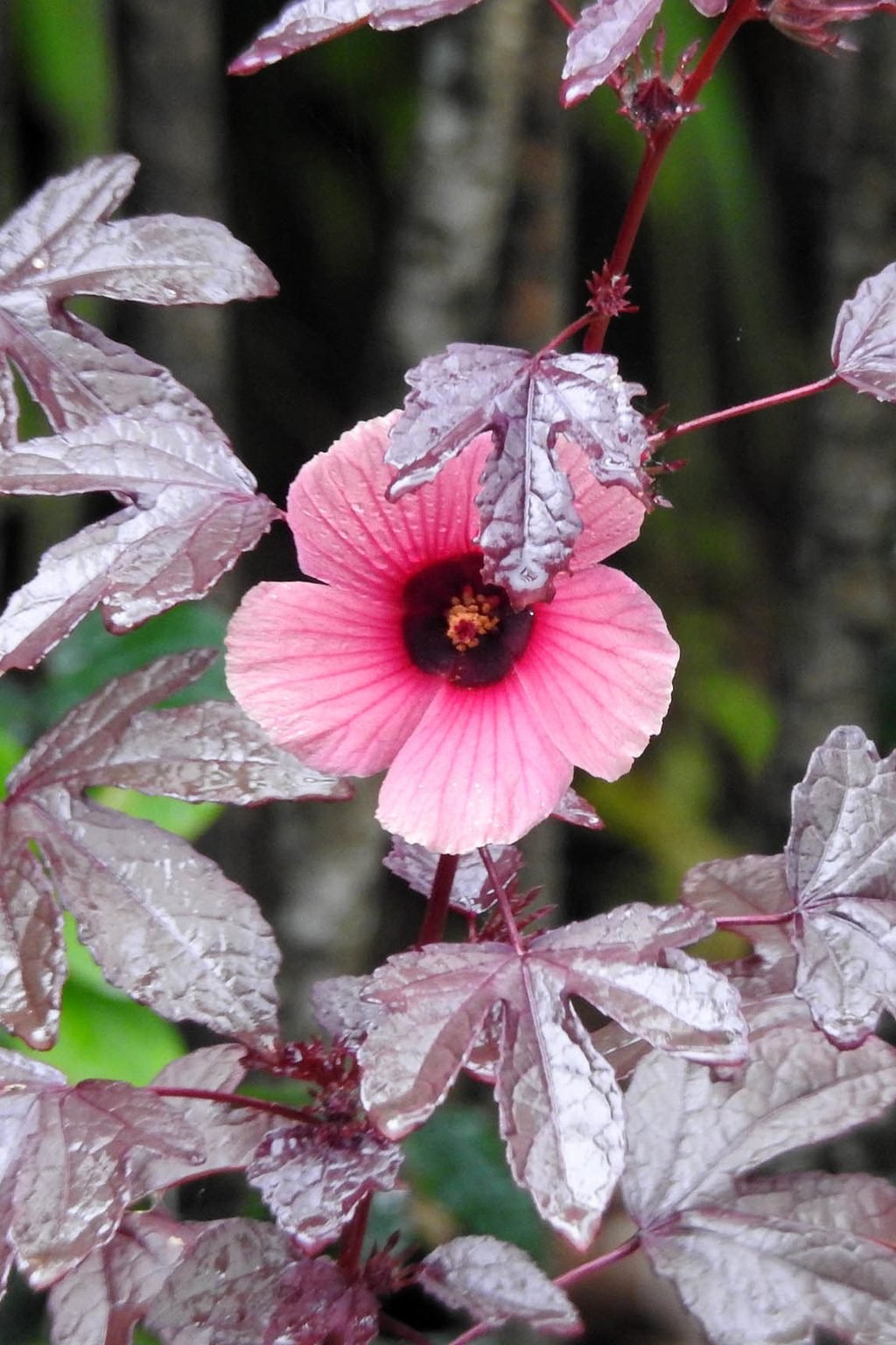 Cranberry Hibiscus (Hibiscus acetosella) - Ladybird Nursery