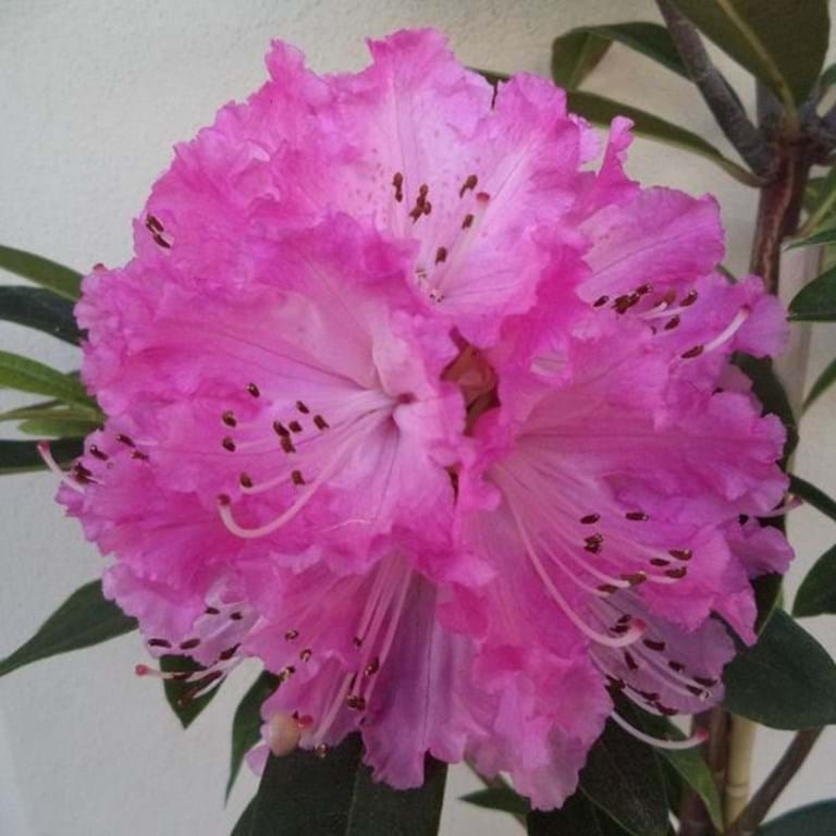 Rhododendron Our Gem - Ladybird Nursery