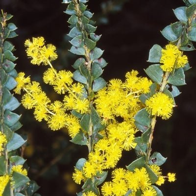 Ovens Wattle (Acacia pravissima) - Ladybird Nursery