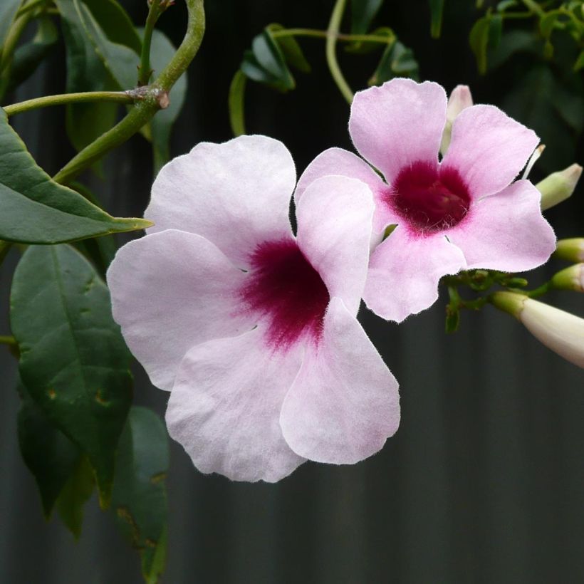 Bower Vine Purple Ladders (Pandorea spp.) - Ladybird Nursery
