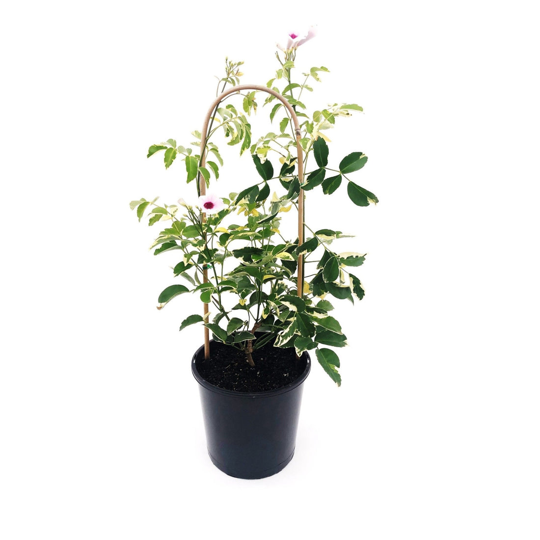 Bower Vine Variegata Ladders (Pandorea jasminoides) - Ladybird Nursery
