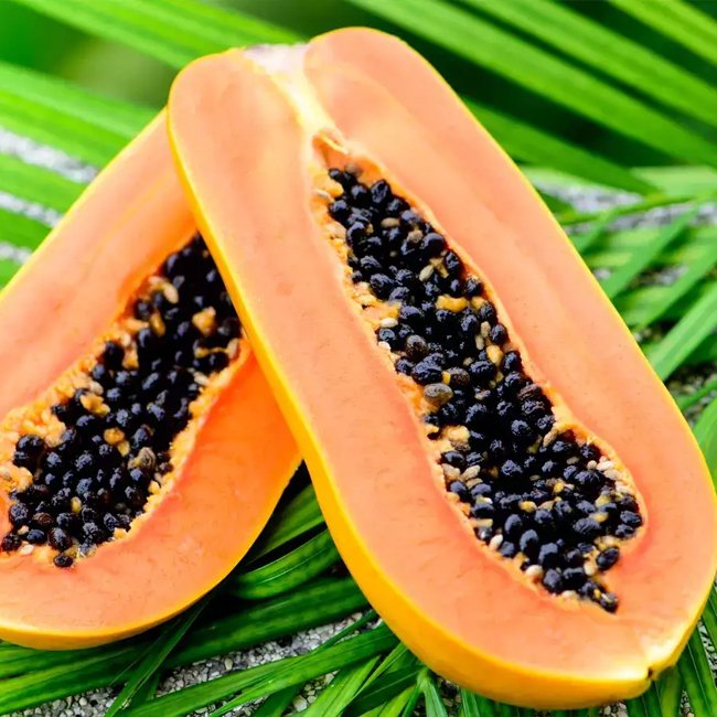 Papaya RB4 hybrid Bi Sexual (QLD Only) - Ladybird Nursery