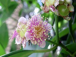 Paperbark Satinash (Syzygium papyraceum) - Ladybird Nursery