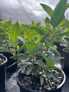 Dwarf Tibouchina 'Party Girl' - Ladybird Nursery