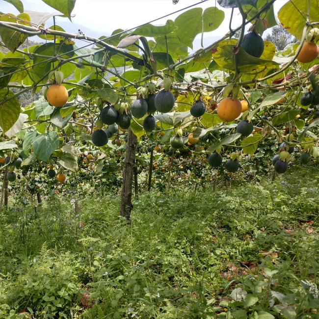 Passion fruit Sweet Granadilla