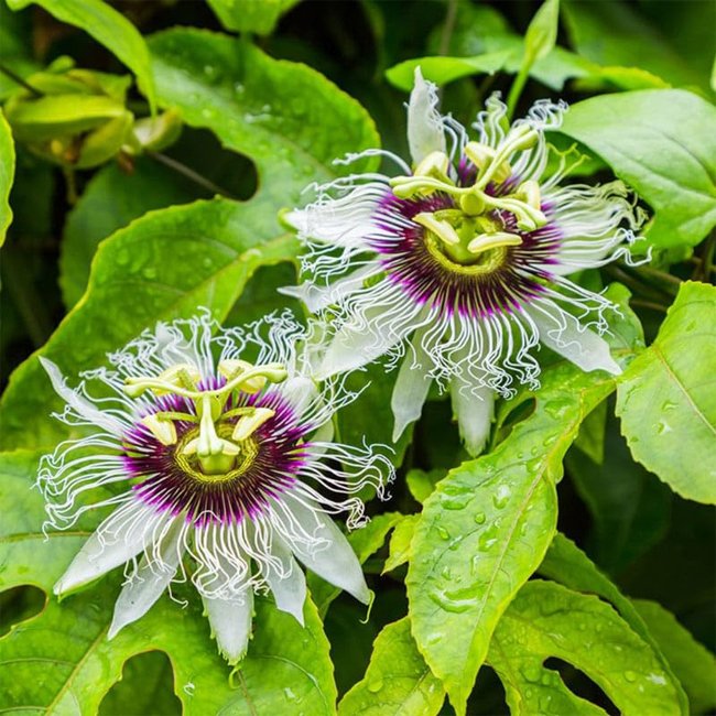 Passionfruit Sunshine Splash - Ladybird Nursery