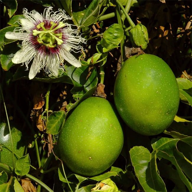 Passionfruit Supersweet 96A - Ladybird Nursery