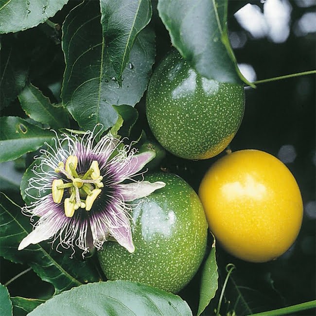 Passionfruit Sweet Lilikoi - Ladybird Nursery