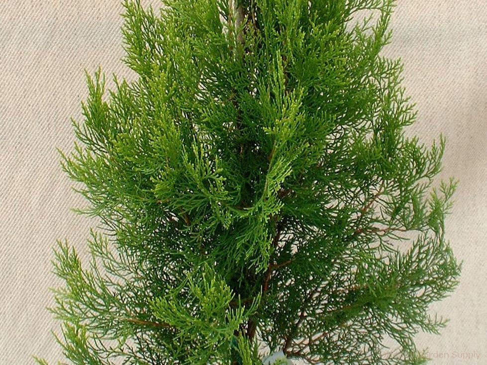 Columnar Arborvitae Columnaris (Thuja orientalis) - Ladybird Nursery