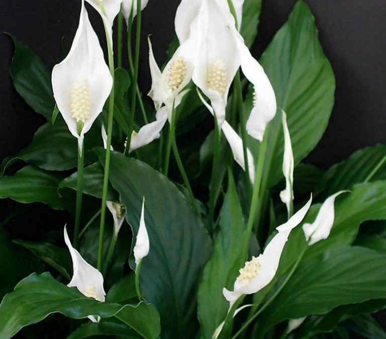 Peace Lily (Spathiphyllum wallisii)