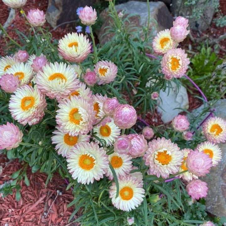 Paper Daisy Kimba Peach (Bracteantha bracteata) - Ladybird Nursery