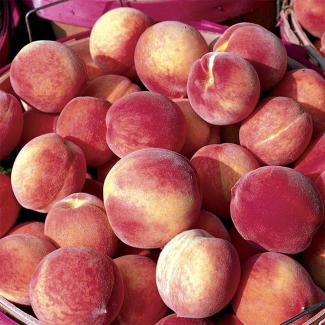Super Dwarf Peach 'Sunset' - Ladybird Nursery