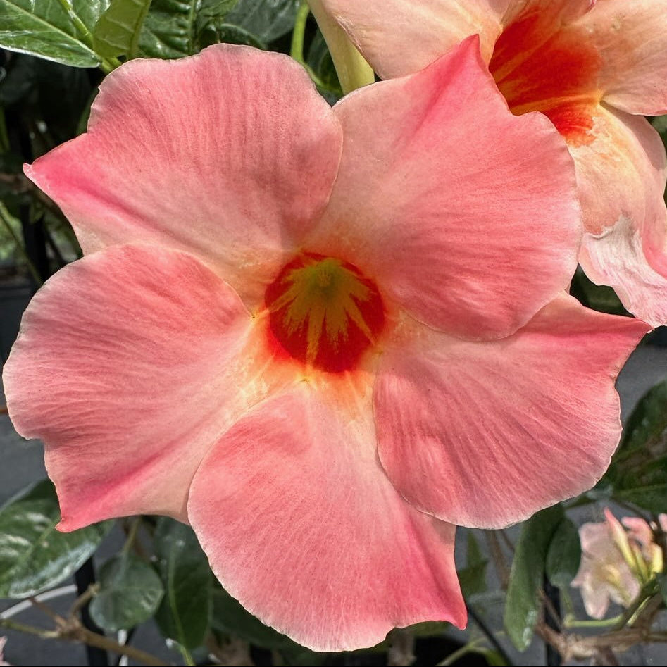 Mandevilla 'Peach Sunrise' - Ladybird Nursery