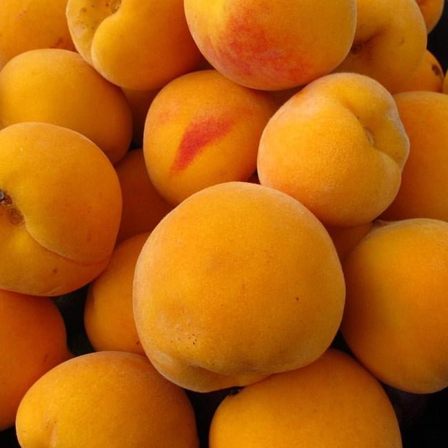 Peachcot 'OroA' - Ladybird Nursery