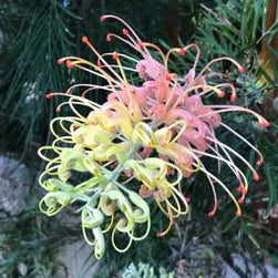Grevillea 'Peaches and Cream' - Ladybird Nursery